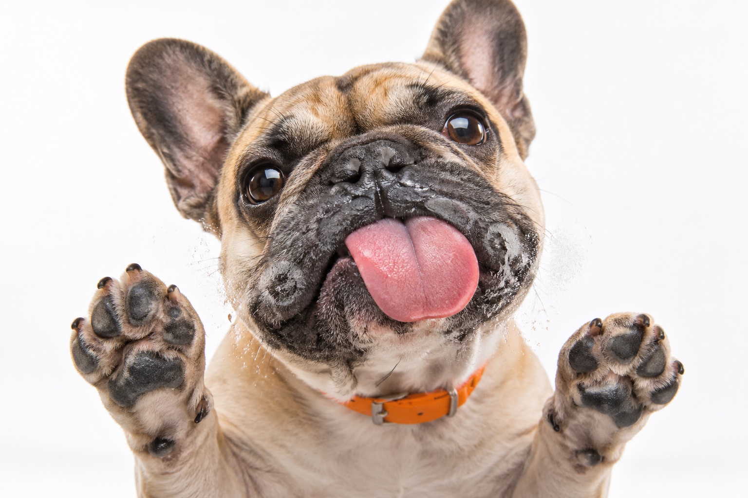 A dog with its face squished against the salon glass door, tongue out, leaving nose prints